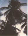 Monkey picking coconuts.jpg
